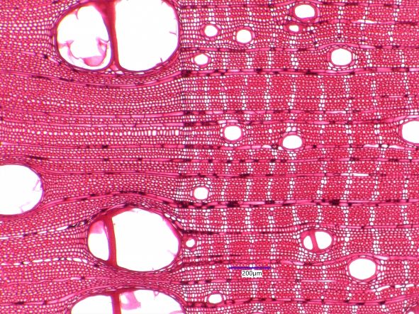 Carya ovata, Cross-Section