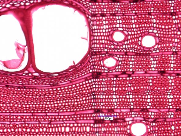 Carya ovata, Cross-Section