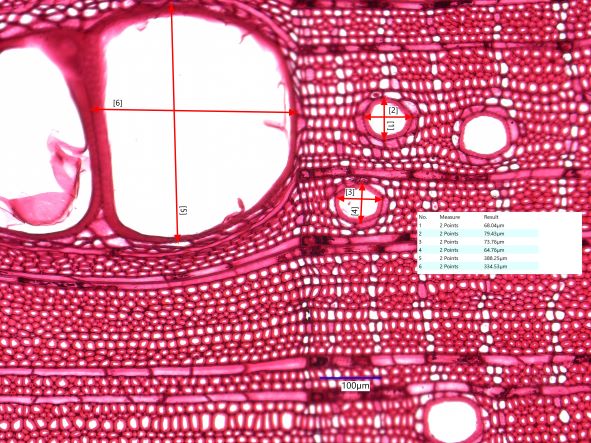 Carya ovata, Cross-Section