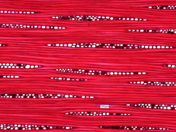 Carya ovata, Tangential Section
