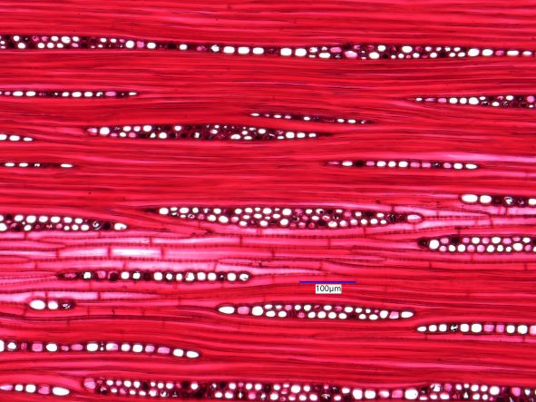 Carya ovata, Tangential Section