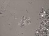 Cat Skin