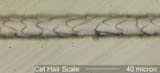 Cat Hair Scale Pattern near Root