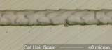 Cat Hair Scale Pattern near Root
