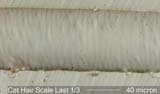 Cat Hair Scale Pattern near Root