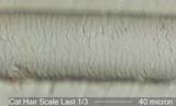 Cat Hair Scale Pattern near Root