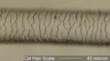 Cat Hair Scale Pattern, Mid-Shaft