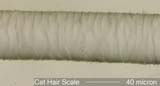 Cat Hair Scale Pattern, Mid-Shaft