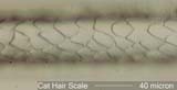 Cat Hair Scale Pattern, Mid-Shaft