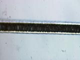 Cat-Tabby 1b Mid Shaft