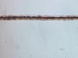 Cat-Tabby 2a Fleece