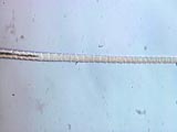 Cat-Tabby 2b Fleece Near End