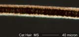 Cat-Tabby