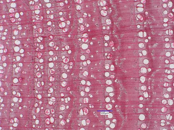 Catalpa speciosa, Cross-Section