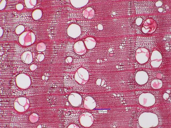 Catalpa speciosa, Cross-Section