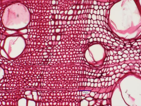 Catalpa speciosa, Cross-Section