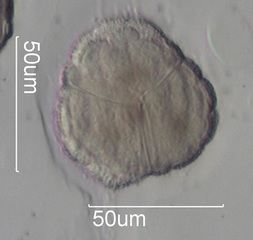 Catalpa Pollen