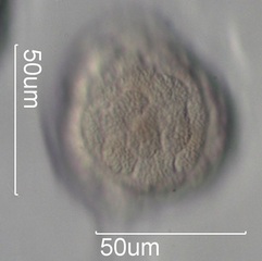 Catalpa Pollen