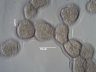 Catalpa Pollen