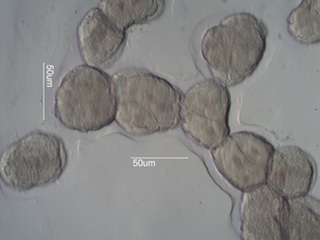 Catalpa Pollen