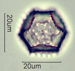 Cat's Ear (Hypochaeris radicata) Pollen