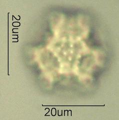 Cat's Ear (Hypochaeris radicata) Pollen