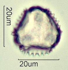 Cat's Ear (Hypochaeris radicata) Pollen