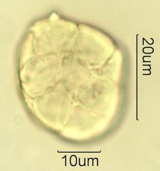 Acacia Pollen