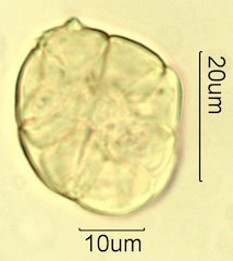Acacia Pollen