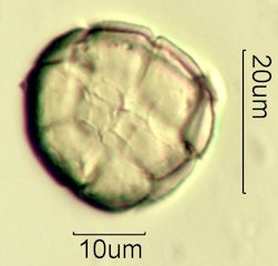 Acacia Pollen