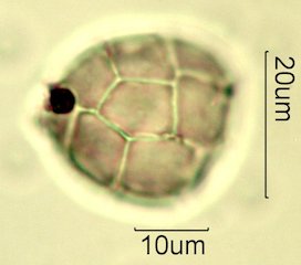 Acacia Pollen