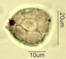 Acacia Pollen