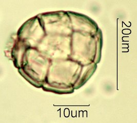 Acacia Pollen