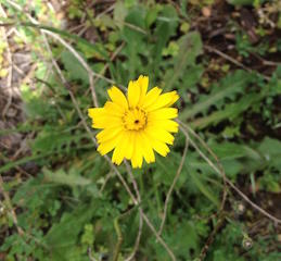 Cat's Ear (Hypochaeris radicata)