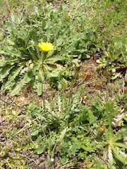 Cat's Ear (Hypochaeris radicata)
