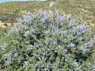 California Lilac (Ceanothus tomentosus)