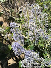 California Lilac (Ceanothus tomentosus)