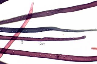 Juniperus Virginiana Fiber