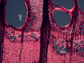 Celtus occidentalus, Cross-Section