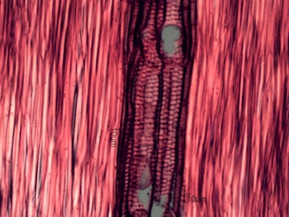 Celtus occidentalus, Radial-Section