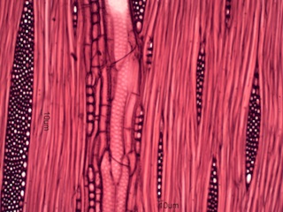 Celtus occidentalus, Tangential-Section