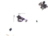 Cenosphere From Bunker C