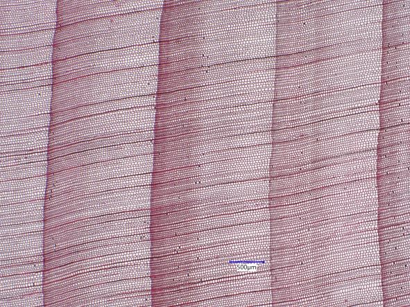 Port Orford Cedar, Cross-Section