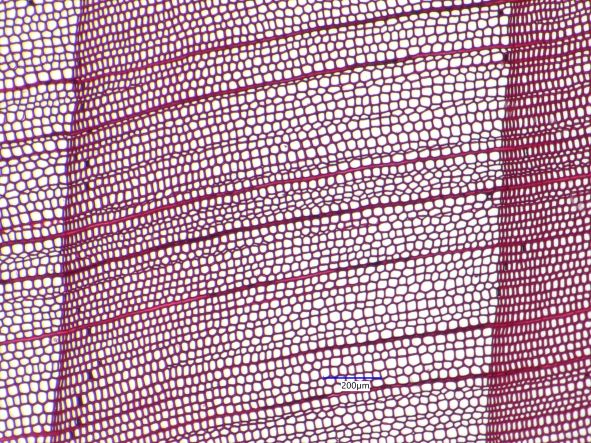 Port Orford Cedar, Cross-Section