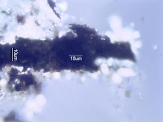 Adenostoma sparsifolium Leaf Ash