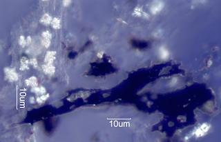 Adenostoma sparsifolium Leaf Ash