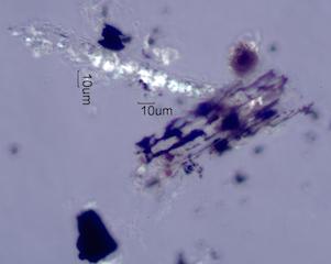 Adenostoma sparsifolium Leaf Ash