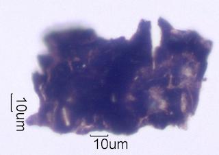 Adenostoma sparsifolium Leaf Ash