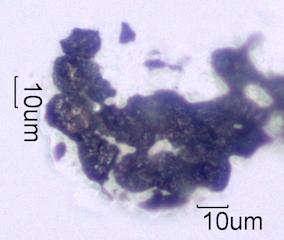 Adenostoma sparsifolium Leaf Ash