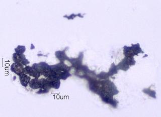 Adenostoma sparsifolium Leaf Ash